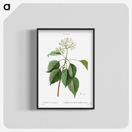 2-77_Treatise-on-Trees-and-Shrubs_blk-crop