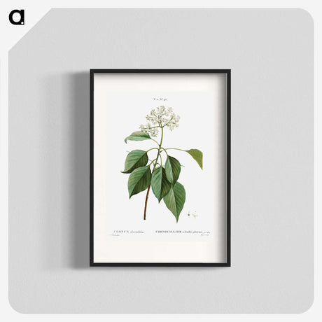 2-77_Treatise-on-Trees-and-Shrubs_blk