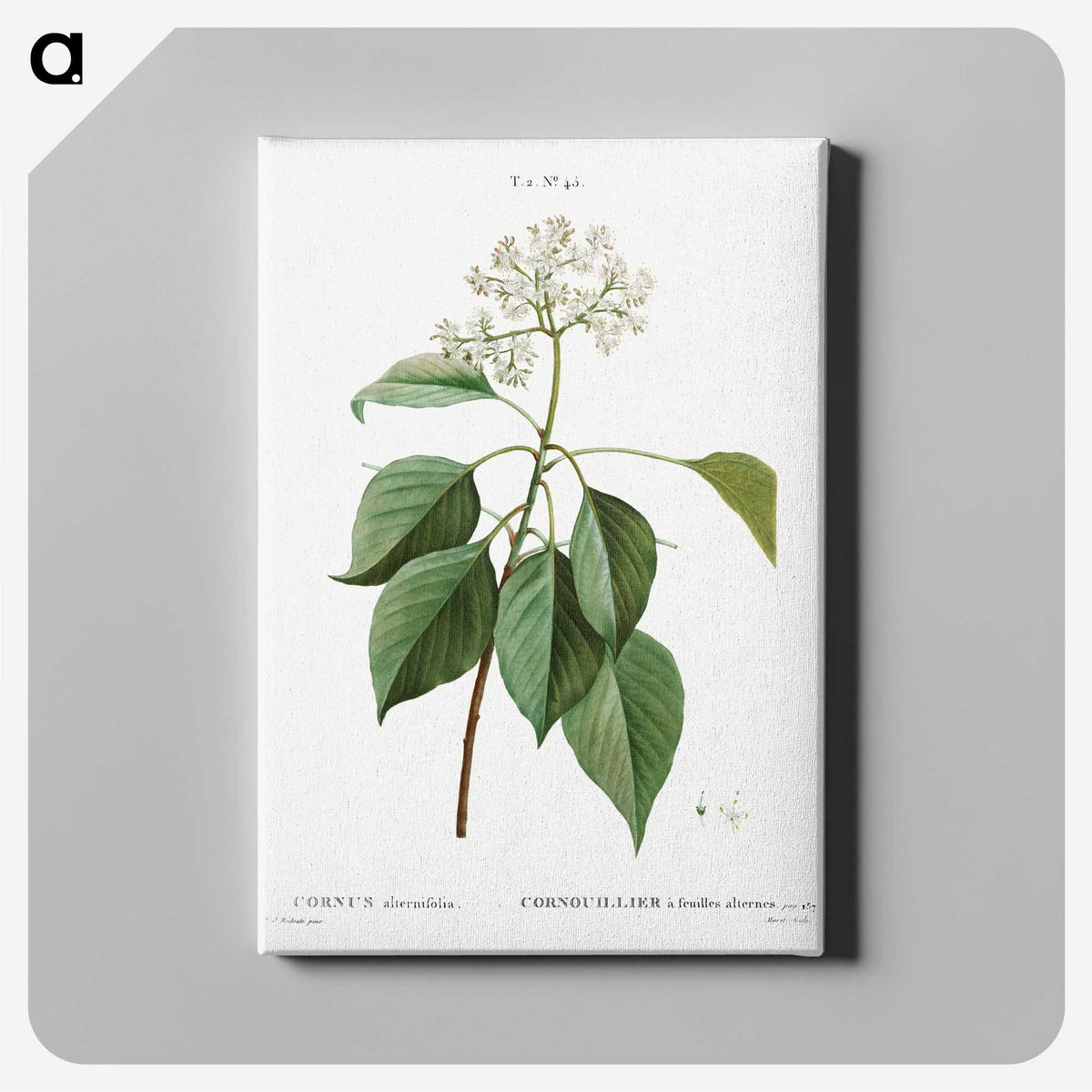2-77_Treatise-on-Trees-and-Shrubs_canvas