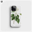2-77_Treatise-on-Trees-and-Shrubs_phone