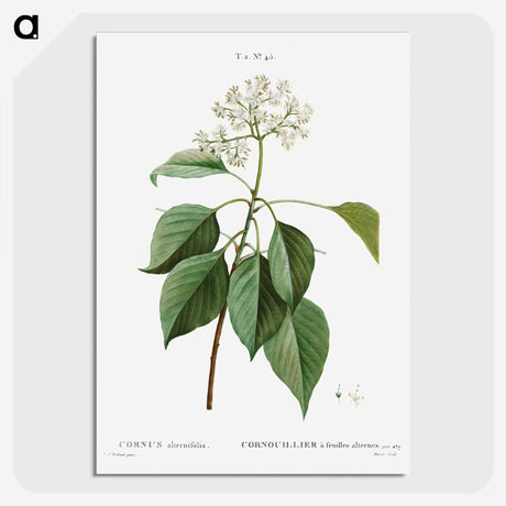 2-77_Treatise-on-Trees-and-Shrubs_picture-crop