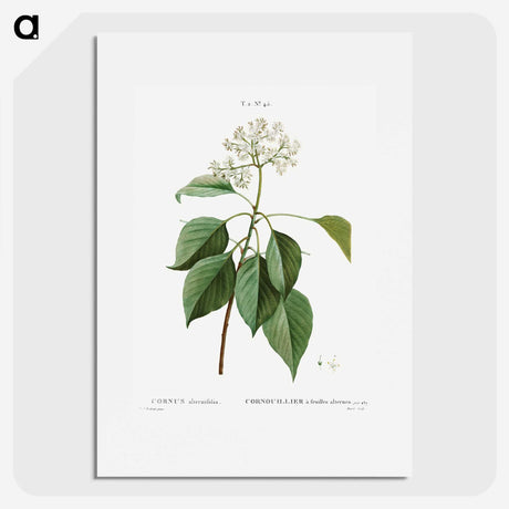 2-77_Treatise-on-Trees-and-Shrubs_picture