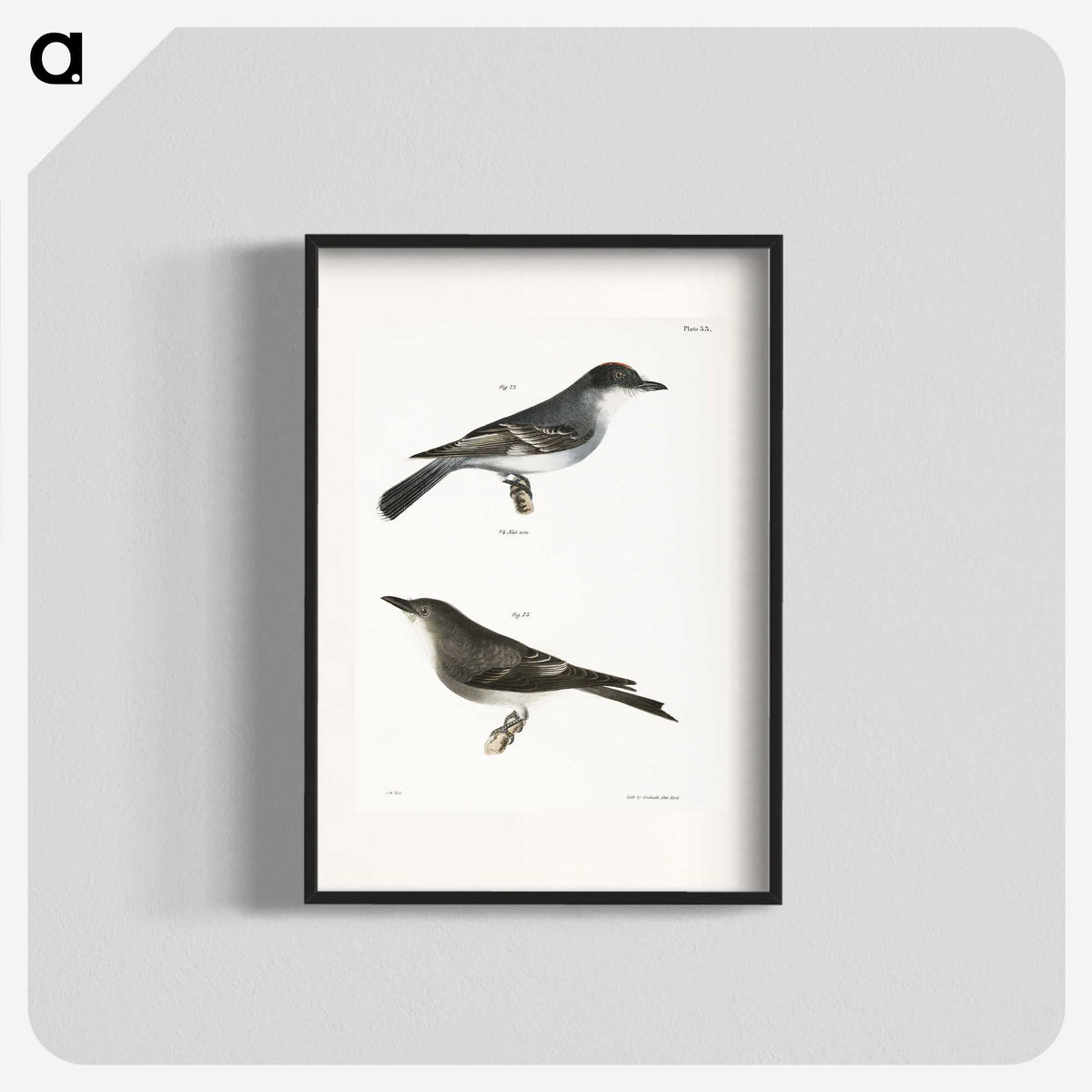 2-77_Zoology-of-New-York_blk