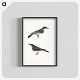 2-77_Zoology-of-New-York_blk