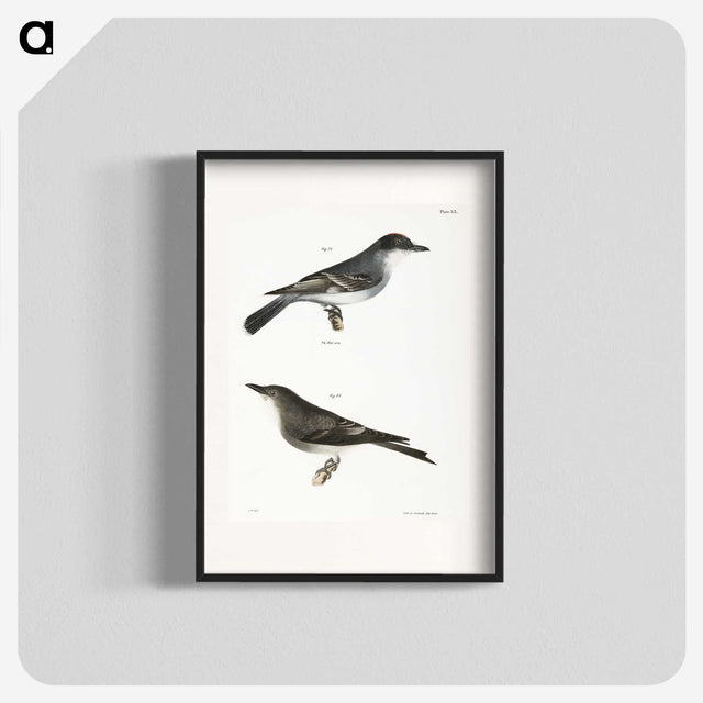 2-77_Zoology-of-New-York_blk