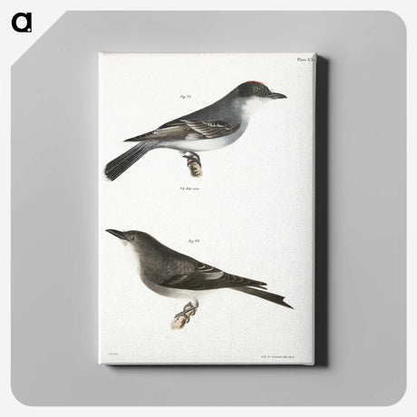 2-77_Zoology-of-New-York_canvas