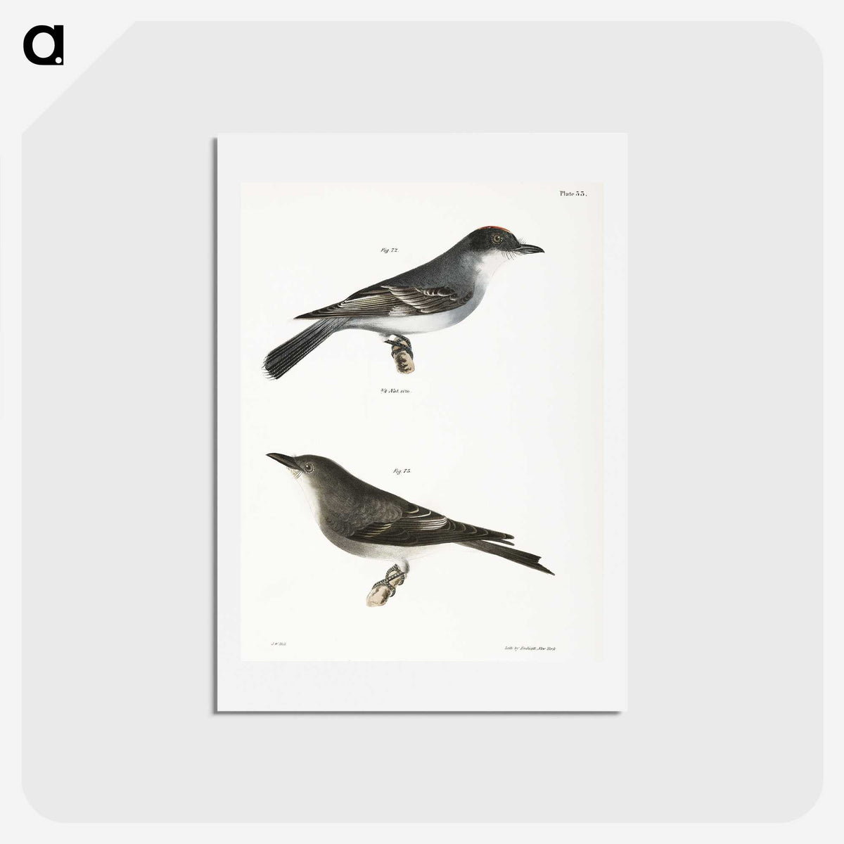 2-77_Zoology-of-New-York_hagaki