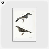 2-77_Zoology-of-New-York_hagaki