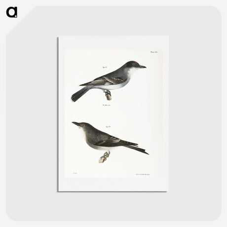 2-77_Zoology-of-New-York_hagaki