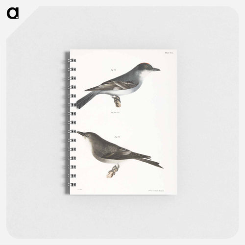 The Kingbird (Tyrannus intrepidus) 73. The Olive-sided Kingbird (Tyrannus cooperi) - ニューヨークの動物学 Memo.