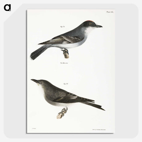 2-77_Zoology-of-New-York_picture-crop