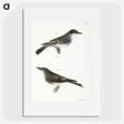 2-77_Zoology-of-New-York_picture