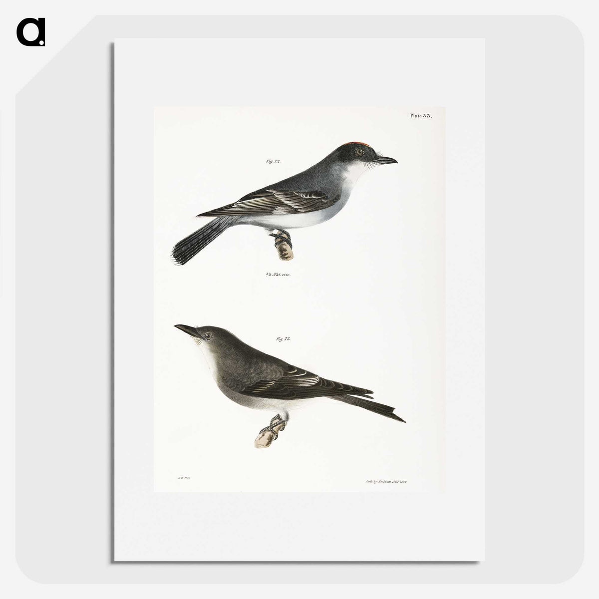 2-77_Zoology-of-New-York_picture