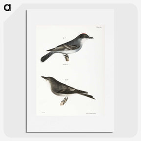 2-77_Zoology-of-New-York_picture