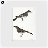 2-77_Zoology-of-New-York_postcard