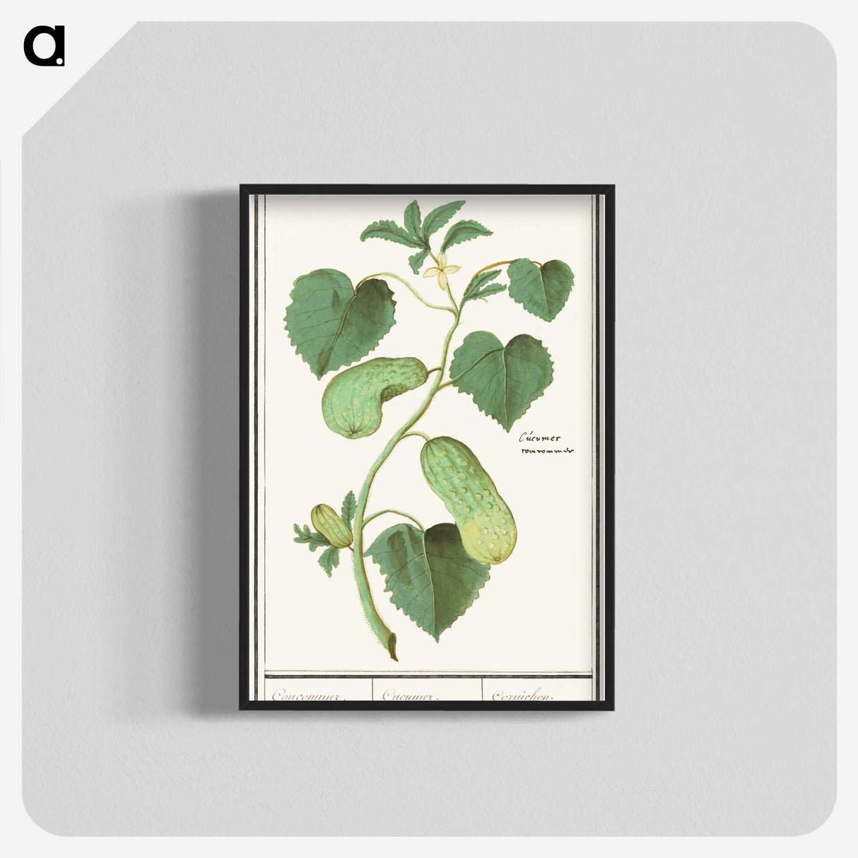 2-78_Anselmus-Boetius-de-Boodt_blk-crop