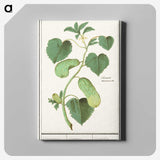 2-78_Anselmus-Boetius-de-Boodt_canvas