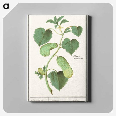 2-78_Anselmus-Boetius-de-Boodt_canvas