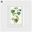 アートポストカード-Cucumber - アンセルムス ボエティウス デ ブート Postcard.