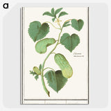2-78_Anselmus-Boetius-de-Boodt_picture-crop
