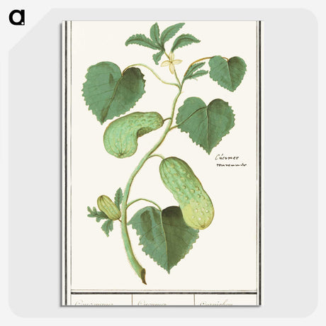 2-78_Anselmus-Boetius-de-Boodt_picture-crop