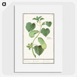 2-78_Anselmus-Boetius-de-Boodt_picture