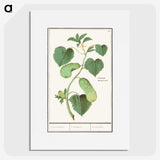 2-78_Anselmus-Boetius-de-Boodt_picture