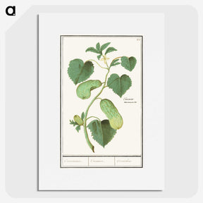 2-78_Anselmus-Boetius-de-Boodt_picture