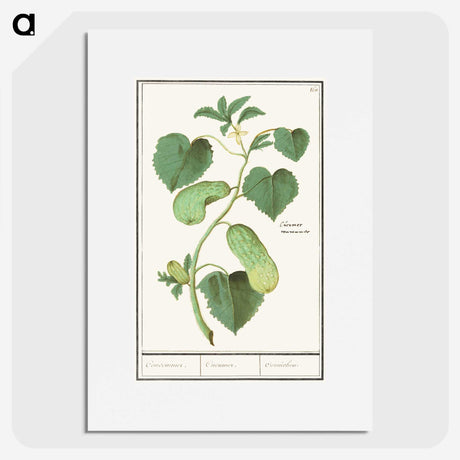 2-78_Anselmus-Boetius-de-Boodt_picture