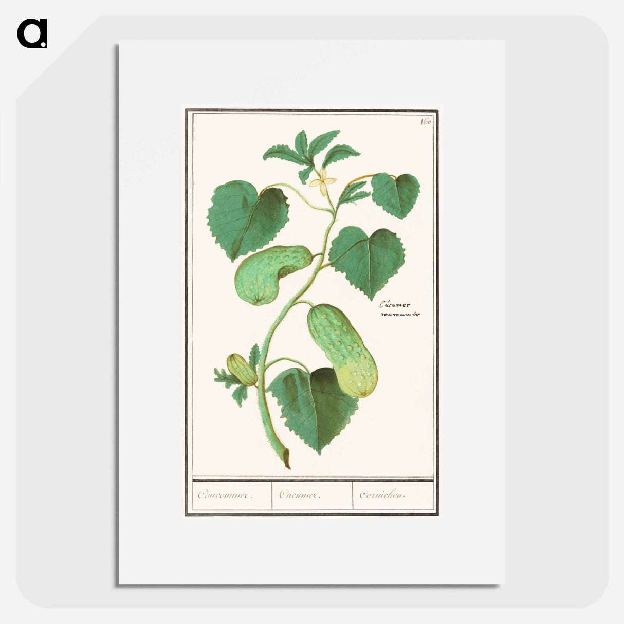 Cucumber - アンセルムス ボエティウス デ ブート Poster.