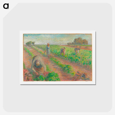 アートポストカード-The Beet Harvest - カミーユ ピサロ Postcard.