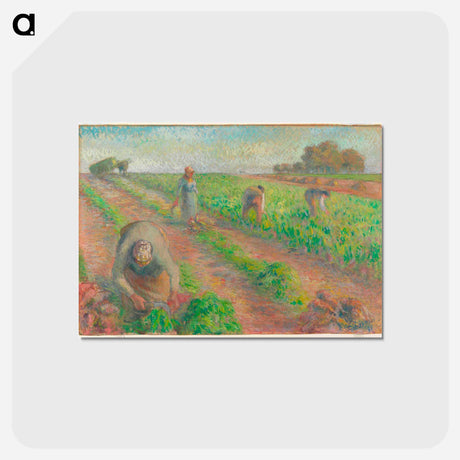 アートポストカード-The Beet Harvest - カミーユ ピサロ Postcard.