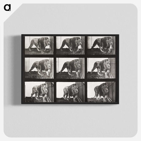 2-78_Eadweard-Muybridge_blk-crop