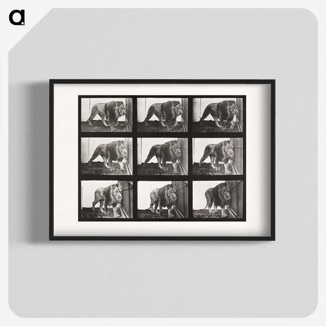 2-78_Eadweard-Muybridge_blk