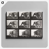 2-78_Eadweard-Muybridge_canvas