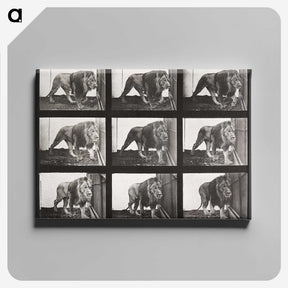 2-78_Eadweard-Muybridge_canvas