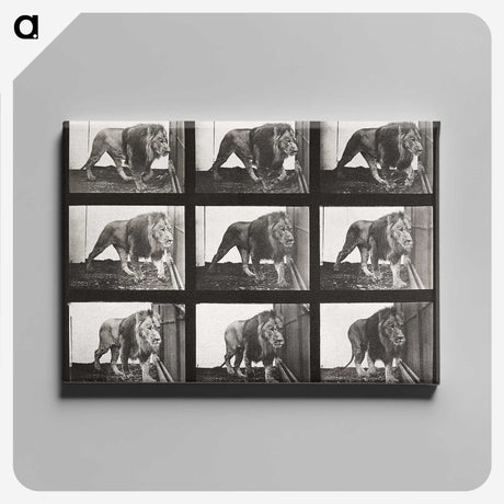 2-78_Eadweard-Muybridge_canvas