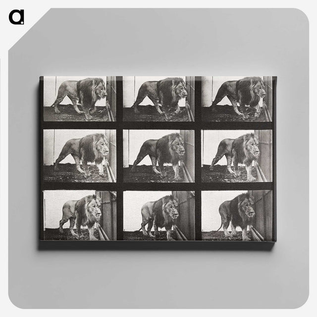 2-78_Eadweard-Muybridge_canvas
