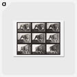 アートポストカード-Animal Locomotion Plate 721
 - エドワード マイブリッジ Postcard.