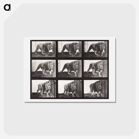 アートポストカード-Animal Locomotion Plate 721
 - エドワード マイブリッジ Postcard.