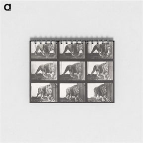 2-78_Eadweard-Muybridge_memo