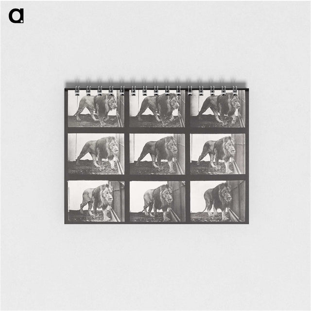 2-78_Eadweard-Muybridge_memo
