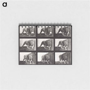 アートメモ帳-Animal Locomotion Plate 721
 - エドワード マイブリッジ Memo.