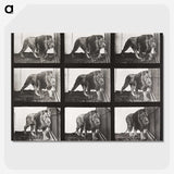 2-78_Eadweard-Muybridge_picture-crop