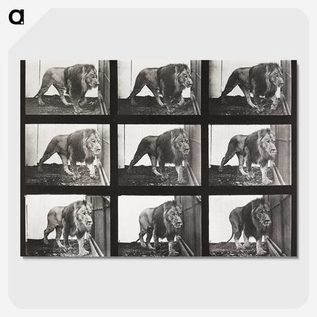 2-78_Eadweard-Muybridge_picture-crop