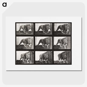 2-78_Eadweard-Muybridge_picture