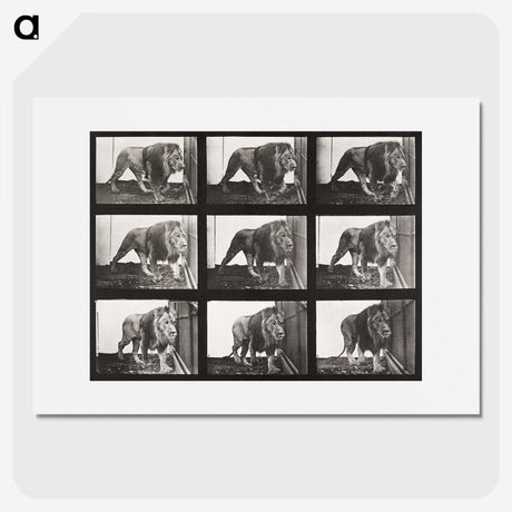 2-78_Eadweard-Muybridge_picture