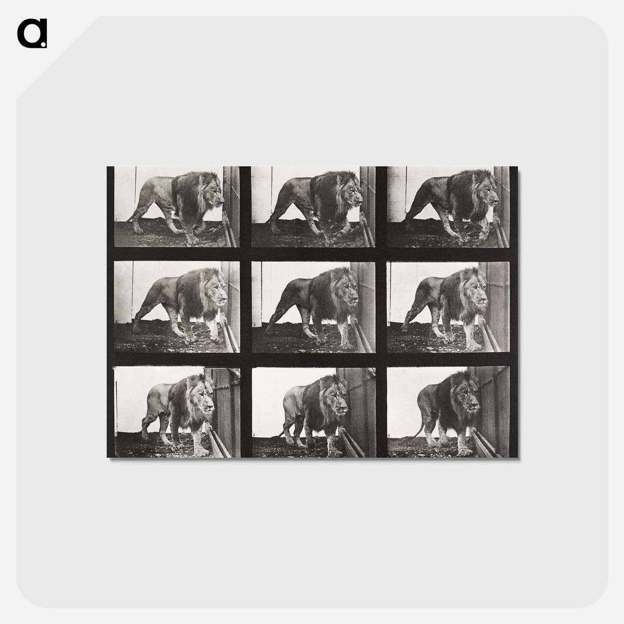 アートポストカード-Animal Locomotion Plate 721
 - エドワード マイブリッジ Postcard.