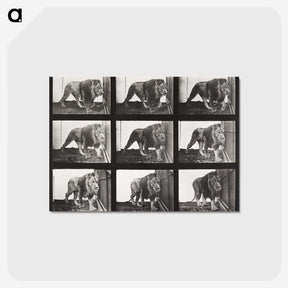 2-78_Eadweard-Muybridge_postcard
