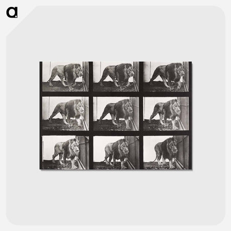 アートポストカード-Animal Locomotion Plate 721
 - エドワード マイブリッジ Postcard.